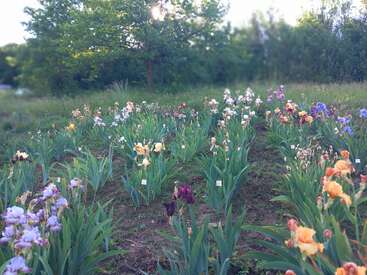 Rows of colorful irises bloom in a garden, surrounded by lush greenery and trees, each variety labeled with small signs, sunlight filtering through the background.