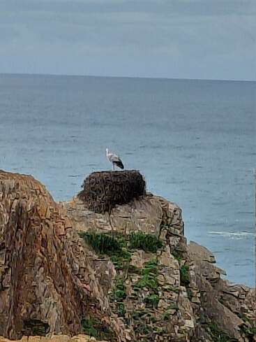 Uma cegonha está em pé num grande ninho construído no topo de penhascos rochosos, com vista para o oceano azul e calmo sob um céu nublado, cercada por uma vegetação verde esparsa.