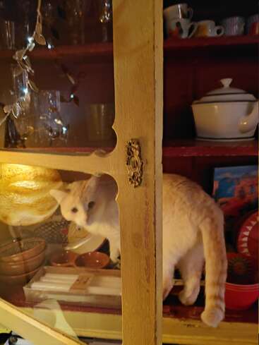 Um gato de cor creme está dentro de um armário de madeira antigo cheio de pratos e tigelas, espreitando com curiosidade pela porta de vidro em meio aos utensílios de cozinha. Uma cena aconchegante.