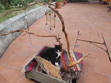 Um gato preto e branco descansa numa caixinha aconchegante com um cobertor, debaixo de um apanhador de sonhos pendurado em galhos retorcidos num pátio de azulejos ao ar livre.