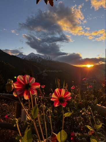 Leuchtend rosafarbene Blumen stehen im Vordergrund, beleuchtet von der untergehenden Sonne. Dahinter vervollständigen dramatische Wolken und schneebedeckte Berge diese atemberaubende Landschaft bei Sonnenuntergang.
