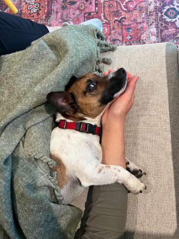 Ein kleiner Hund mit einem roten Halsband kuschelt sich unter eine grüne Decke. Sein Kopf ruht liebevoll in der Hand eines Menschen. Gemütliche, entspannte und liebevolle Atmosphäre.
