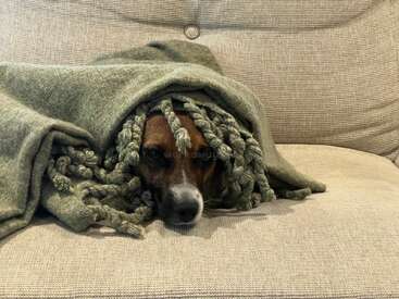 Ein Hund kuschelt unter einer grünen Decke auf einer beigen Couch. Nur sein Gesicht ist zu sehen und er sieht gemütlich und bequem aus.