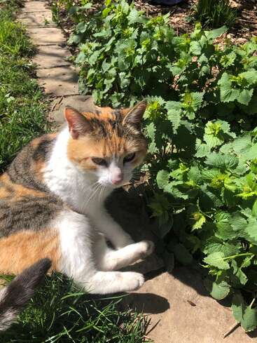 Um gato malhado está deitado confortavelmente em um caminho ensolarado do jardim, ao lado de plantas verdes exuberantes. O gato parece relaxado, aproveitando o ar livre agradável e a luz quente.