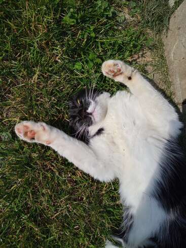 Un gato blanco y negro yace boca arriba en la hierba, con los ojos entrecerrados y las patas delanteras levantadas juguetonamente en el aire, disfrutando de un día soleado.