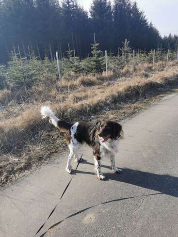 Um cachorro preto e branco, todo feliz, está em um caminho pavimentado, com a coleira, tendo uma floresta e pequenos pinheiros ao fundo, sob um céu limpo.