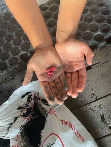 Dos manos, una sucia de tierra, sostienen suavemente pequeñas semillas rosas. Abajo se ve un saco de tierra abierto, con bandejas de plantación al fondo.