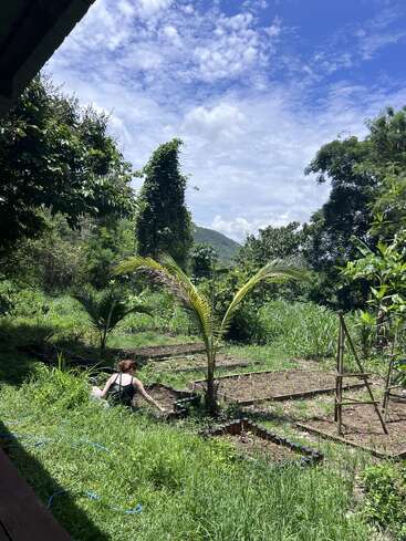 Una persona cultiva un huerto en un exuberante jardín verde rodeado de plantas y árboles tropicales, con montañas y un cielo azul parcialmente nublado de fondo.