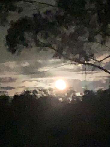 Der helle Vollmond scheint nachts durch die Wolken und die Silhouetten der Bäume und schafft eine geheimnisvolle und heitere Atmosphäre in einer sanft beleuchteten Landschaft.