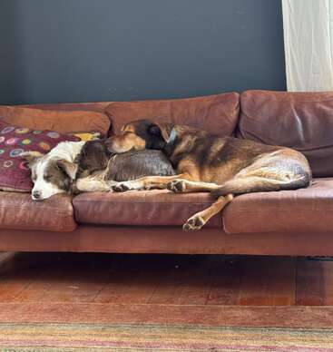 Zwei Hunde schlafen friedlich aneinander gekuschelt auf einer braunen Ledercouch. Ein buntes Kissen liegt neben ihnen und das Sonnenlicht erhellt die gemütliche, ruhige Szene.