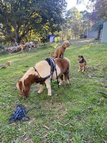 Ein kleiner brauner Hund sitzt auf dem Rücken eines grasenden Ponys. Ein anderer Hund sitzt in der Nähe auf dem grünen Gras. Bäume und Holzstapel füllen den Hintergrund.