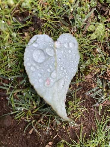Une feuille unique en forme de cœur repose sur l'herbe, couverte de gouttelettes d'eau. Après la pluie, la feuille pâle et délicate est entourée de verdure fraîche et de terre.