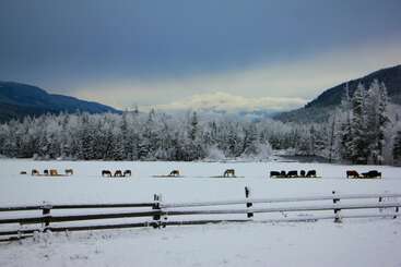 Um grupo de vacas pasta em um campo coberto de neve, cercado por árvores e montanhas nevadas, sob um céu nublado de inverno, com uma cerca de madeira na frente.