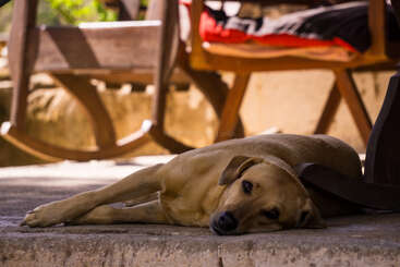 A tan dog lies on a sunlit stone floor, resting its head and gazing calmly. Wooden furniture with cushions is visible in the blurred background.