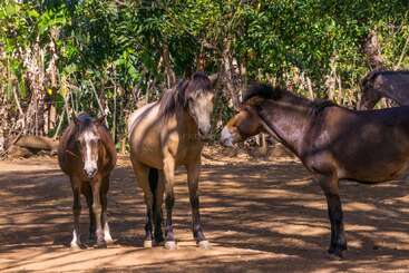 Three horses stand together on sunlit, earthy ground surrounded by green trees and wooden fence, casting shadows while interacting peacefully in a natural, outdoor setting.