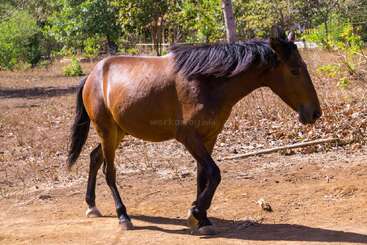 A brown horse with a black mane walks casually on a dirt ground, surrounded by dry vegetation and green trees under bright sunlight in a rural area.