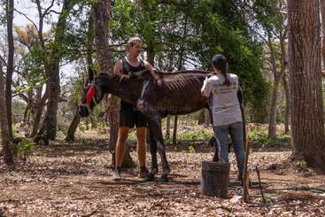 Two people care for a malnourished donkey in a wooded area. One holds the animal while the other tends to it, surrounded by nature and supplies.
