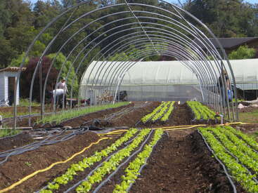 La imagen muestra una granja con hileras de jóvenes plantas verdes, líneas de riego, armazones metálicos de invernadero y personas trabajando al fondo cerca de otra estructura de invernadero.