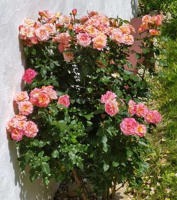 A lush rose bush full of blooming, multi-colored pink and peach roses is growing next to a white wall, surrounded by green grass and sunlight.