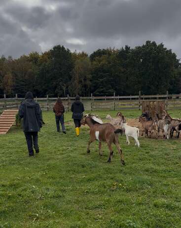Drei Menschen gehen unter wolkenverhangenem Himmel durch ein grasbewachsenes Feld, umgeben von Ziegen. Die Szenerie ist ländlich, mit Holzzäunen und einem Hintergrund aus grünen Bäumen.