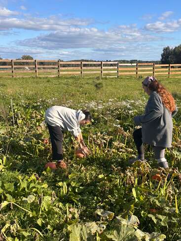 Zwei Menschen stehen in einem Kürbisfeld, einer bückt sich, um einen Kürbis zu pflücken, während der andere zusieht. Es ist ein sonniger Tag mit blauem Himmel.