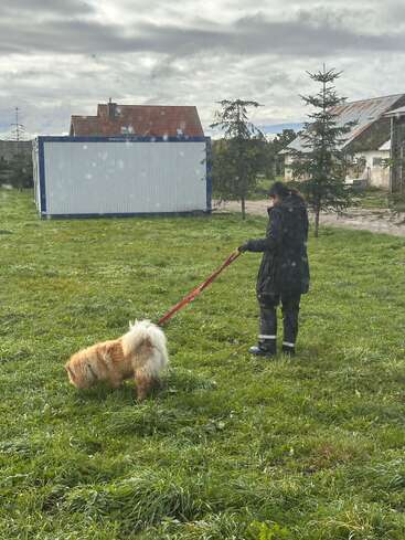 Eine Person geht mit einem flauschigen Hund an einer roten Leine über eine grasbewachsene Wiese. Hinter ihnen sind kleine Bäume, tragbare Gebäude, Häuser und ein bewölkter Himmel zu sehen.
