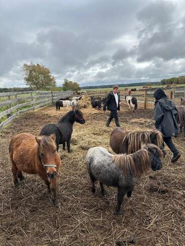 Mehrere Ponys und Minipferde stehen in einer schlammigen Koppel mit Heu, umgeben von einem Holzzaun. Zwei Menschen in Jacken gehen zwischen den Tieren umher. Bewölkter Himmel.