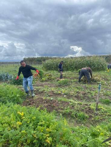 Four people are working in a vegetable field under a cloudy sky. Carrots and other crops grow in rows, surrounded by tall grass and corn.