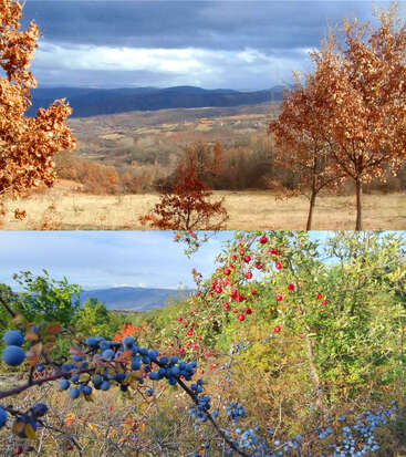 Das Bild zeigt zwei kontrastreiche Landschaften: eine Herbstszene mit braunen Bäumen und wolkenverhangenem Himmel und eine andere lebendige Szene mit üppigem Grün, roten Beeren und blauen Früchten.