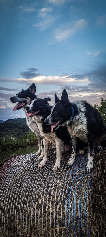 Três cachorros pretos e brancos felizes estão juntos em cima de um grande fardo de feno, com as línguas de fora, sob um céu azul levemente nublado em um cenário rural pitoresco.