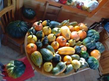 A wooden table crowded with colorful squash and gourds in green, yellow, and orange. Additional squash are on chairs. Sunlight streams in, creating a cozy harvest atmosphere.