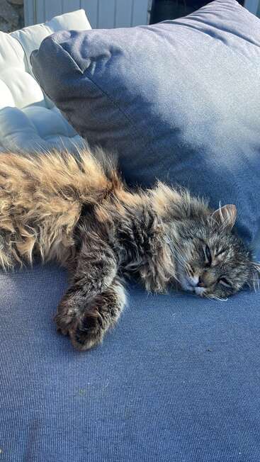 Um gato fofo de pêlo comprido está deitado, relaxado, sobre uma superfície almofadada azul, parcialmente à luz do sol, esticando-se confortavelmente contra uma grande almofada azul, parecendo muito satisfeito.