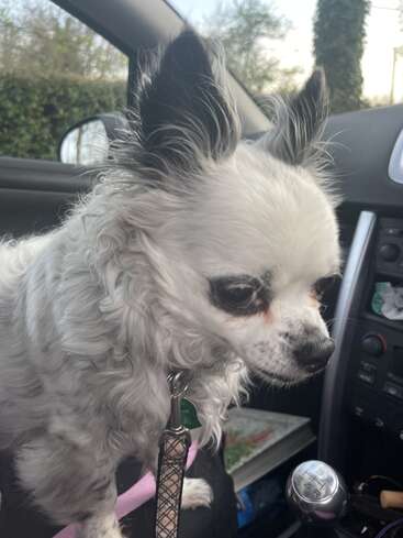 Um cachorrinho fofo, branco e cinza, com orelhas grandes e atentas, está sentado no banco do passageiro de um carro, olhando para fora pensativo. Ele está preso à coleira.