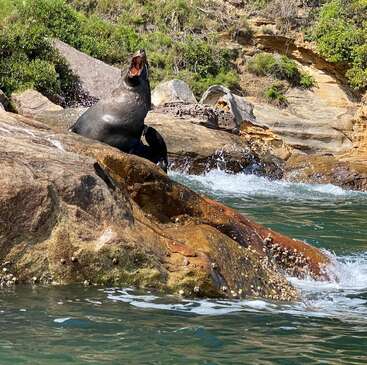Una gran foca está sentada sobre una roca en el agua, con la boca abierta, con una costa rocosa y vegetación de fondo.