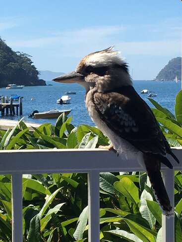 La imagen representa a un cucaburra encaramado a una barandilla blanca, con vistas a una serena masa de agua con barcos y exuberante vegetación de fondo en un día soleado.