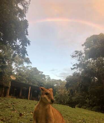 A wallaby stands on green grass in front of a house surrounded by trees. Above, a faint rainbow arches across a soft, pastel sky at sunset.