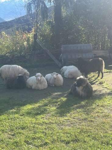 Un troupeau de moutons, certains debout et d'autres couchés dans l'herbe, profite du soleil en plein air. Les montagnes et les arbres forment un magnifique décor champêtre. Un cadre paisible.