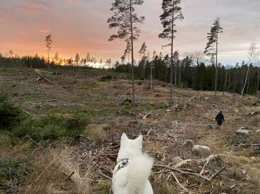 Au coucher du soleil, un chien blanc tenu en laisse contemple un bois clairsemé et dégagé. Une personne marche devant lui. Derrière les silhouettes des arbres, le ciel resplendit de teintes orange et roses.