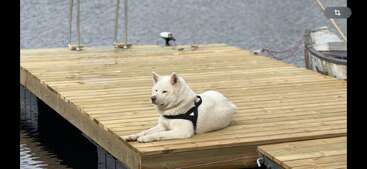 Un chien blanc, muni d'un harnais noir, est allongé tranquillement sur un ponton en bois au bord de l'eau ; il semble détendu et serein en cette journée calme et nuageuse.
