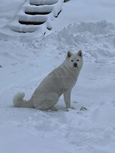 Un grand chien blanc est assis dans la neige, se fondant dans le décor. On aperçoit à l'arrière-plan des marches recouvertes de neige, créant une scène hivernale sereine.