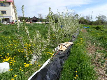 Blossoming fruit trees line a grassy garden with yellow dandelions. A black plastic sheet runs beside them. A house and barn appear in the background.