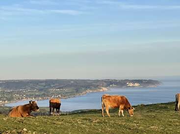 Varias vacas pastan tranquilamente en una verde ladera con vistas a una pintoresca costa. Al fondo se divisan colinas onduladas, edificios en la lejanía y un mar azul y tranquilo bajo un cielo despejado.