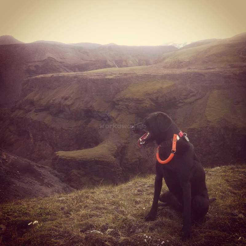 Dog Sitting Near The Beautiful Black Beach In Thorlakshofn Iceland