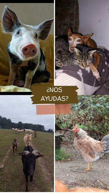 A imagem é uma colagem de quatro fotos com animais, incluindo um porco, um gato, um cachorro e galinhas, com o texto \"¿NOS AYUDAS?\" em letras brancas em um banner marrom.