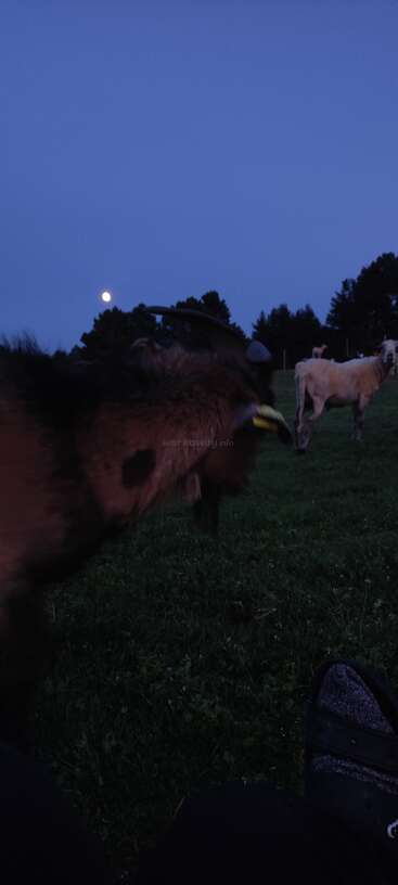 Au crépuscule, les animaux paissent paisiblement dans un pré verdoyant. La lune se lève au-dessus des arbres au loin. Une chèvre et un mouton s'approchent, l'air curieux.