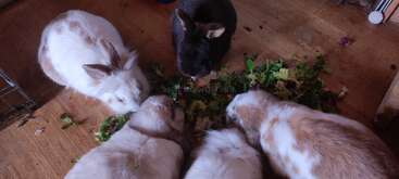 Cinq lapins tout doux sont rassemblés en cercle sur un plancher en bois, grignotant joyeusement un tas de verdure et de légumes frais disposés au centre.