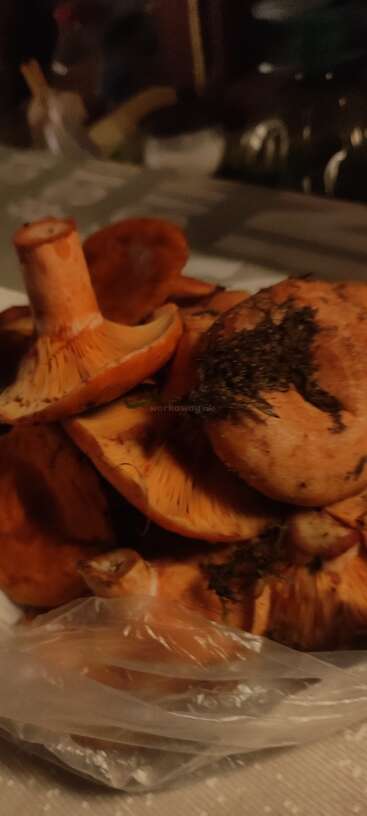 La photo montre un gros plan d'un tas de champignons sauvages, probablement fraîchement cueillis, sur lesquels on aperçoit encore des traces de terre, posés sur un sac en plastique à l'intérieur.