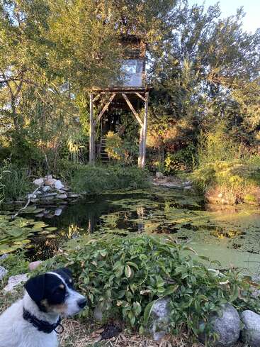 A small dog sits by a lush pond surrounded by greenery. Behind the pond, a wooden treehouse stands elevated among the trees, bathed in sunlight.