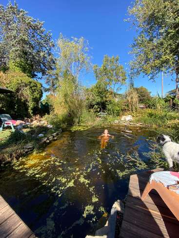 Una persona nada en un estanque natural rodeado de exuberante vegetación. Un perro está de pie en una terraza de madera, observando bajo un cielo azul despejado.