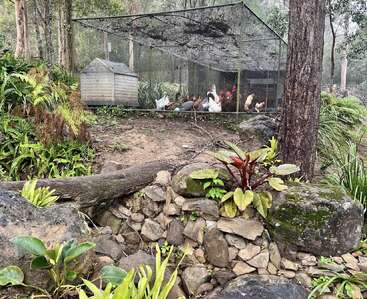 Un groupe de poulets se trouve à l'intérieur d'un grand enclos grillagé dans une zone forestière. La verdure, les rochers et les plantes environnantes créent un environnement naturel luxuriant.